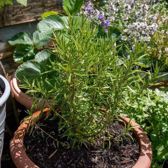 Marshalls Garden Rosemary Officinalis Upright Perennial Herb