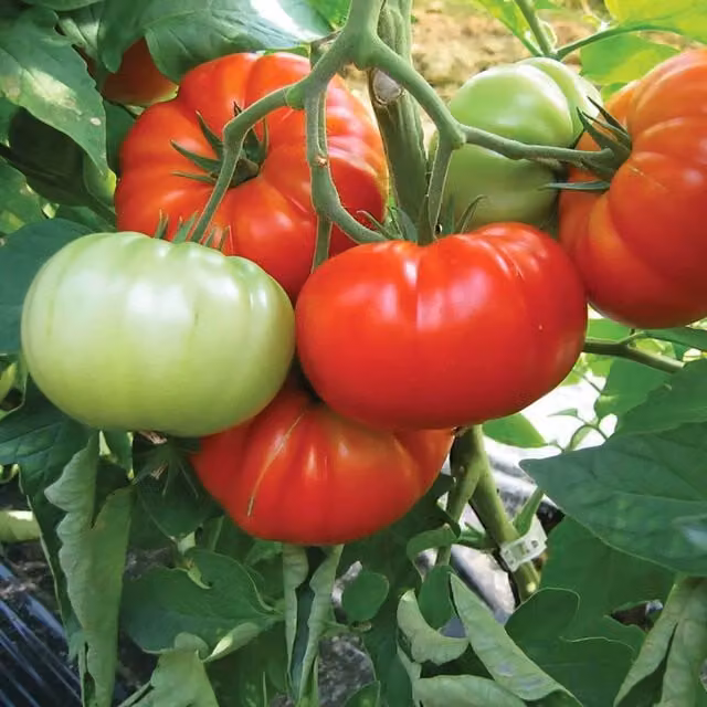 Marshalls Garden Buffalo Steak Tomato Seeds, Large Red Beefsteak High-Yield Variety