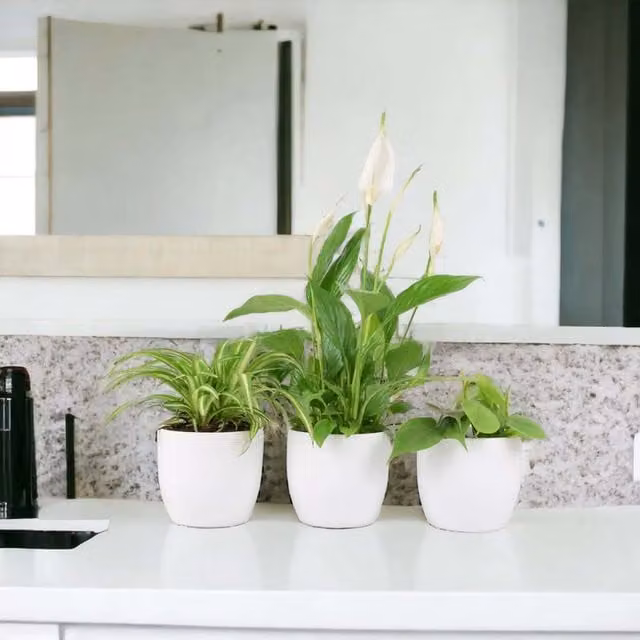 Plants by Post Indoor Bathroom Houseplant Set of 3 Green and White Potted Plants with 12 cm Pots