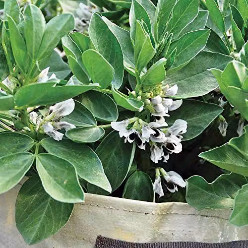 Thompson and Morgan Broad Bean Robin Hood Vegetable Seeds, 35 Seeds per Packet