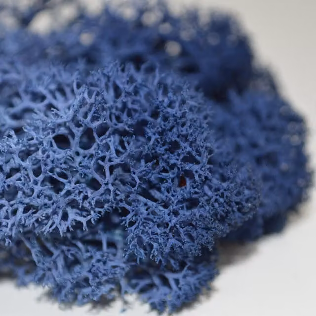 Natural Crafts Coloured Reindeer Moss in Classic Blue
