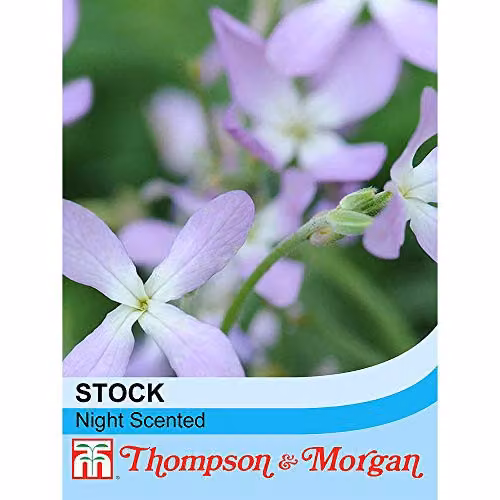 Thompson and Morgan Purple Stock Night Scented Hardy Annual Flower Seeds (825 Seeds) – 2