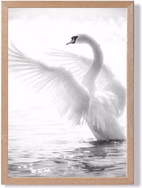 ARTZE Graceful Swan Bird Black and White Framed Photo Print with Oak Wood Frame, A3