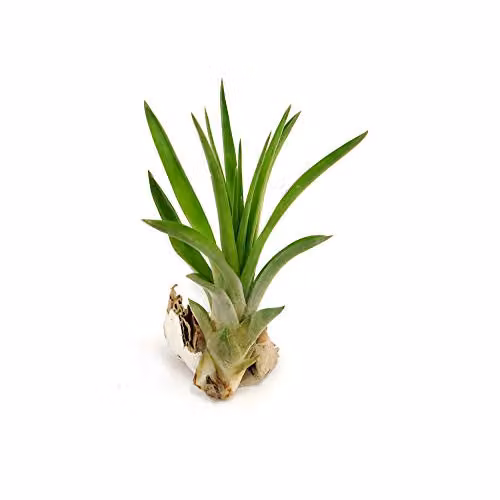Thompson and Morgan Brachycaulos Abdita Medium Airplant Perennial Houseplant