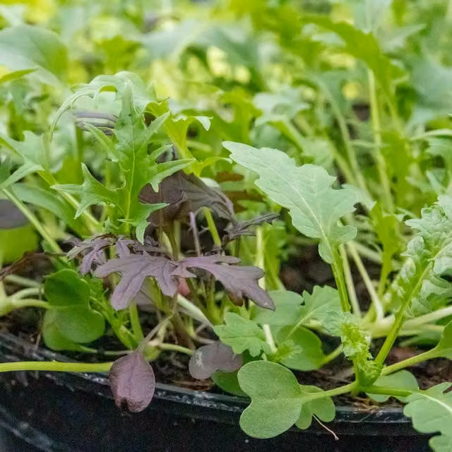 Marshalls Garden Salad Seed Mix of Mixed Baby Leaves and Herbs