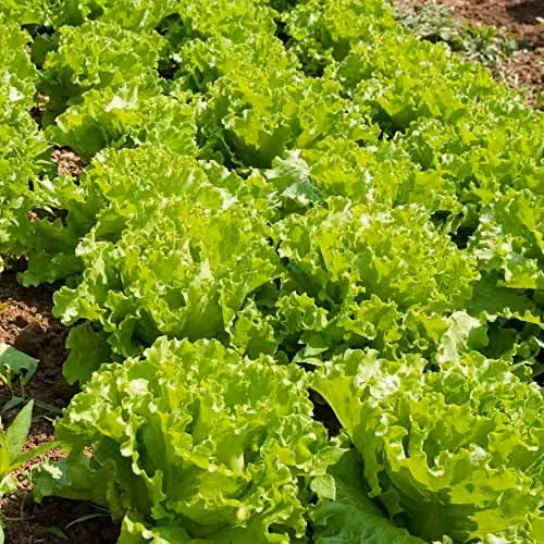 Thompson and Morgan Lakeland Iceberg Lettuce Seeds, Approx. 300 Seeds per Packet
