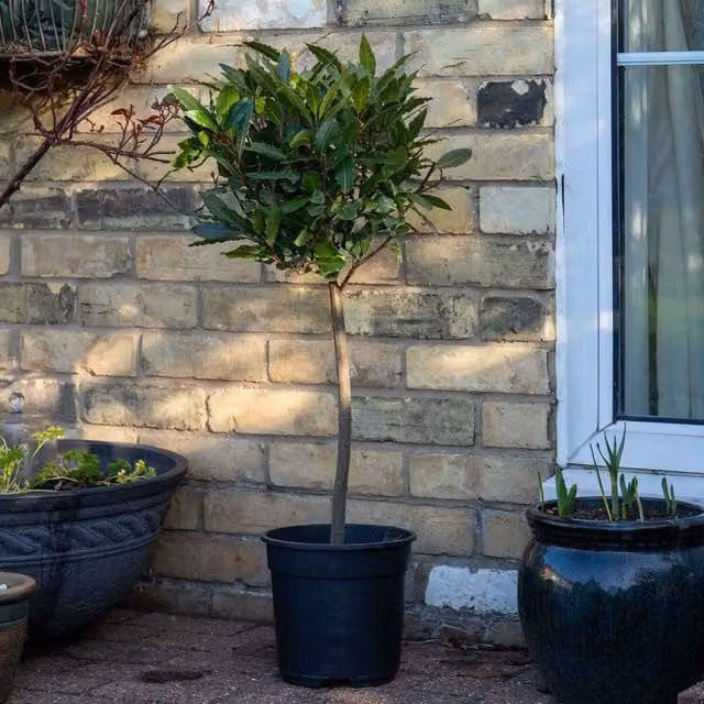 Marshalls Pair of Green Laurus Bay Trees, 100-160cm