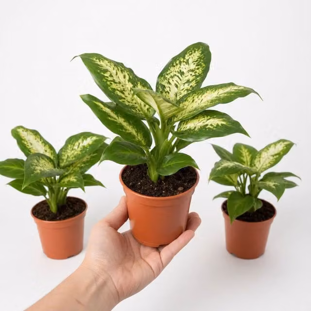 Plants By Post Dieffenbachia Compacta Dumb Cane Indoor Plant, Green and White, 1L