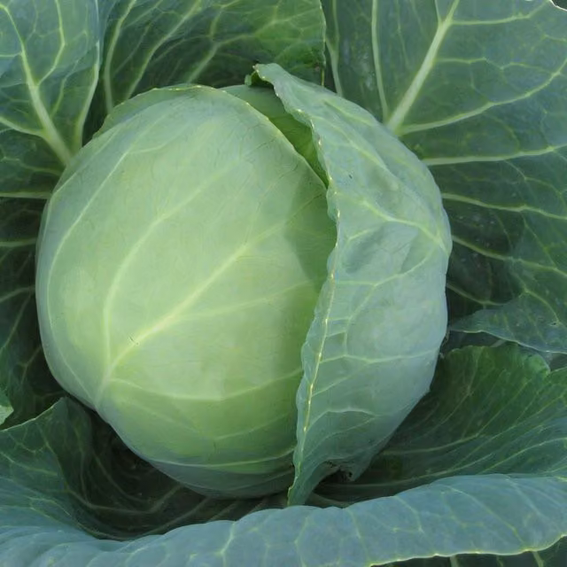 Marshalls Garden Prestar Cabbage Seeds, Green, 40 seeds