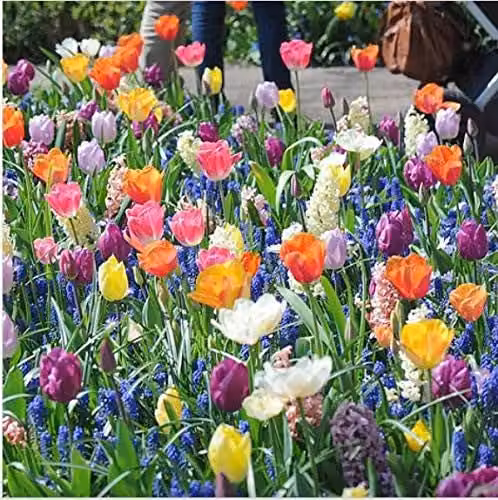 Thompson and Morgan Nurserymans Choice Hardy Spring Flowering Bulb Mix, 60 Mixed Multicolour Bulbs