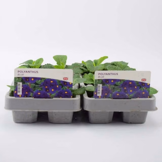 Plants by Post 12 Pack Cobalt Blue and Yellow Polyanthus Bedding Plants for Spring and Winter Gardening