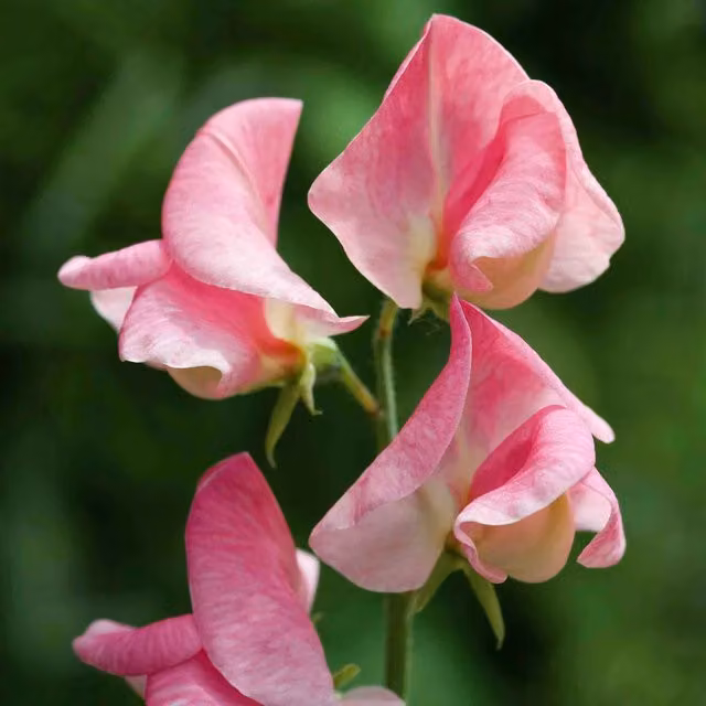 Unwins Emily Sweet Pea Pink and White Flower Seeds