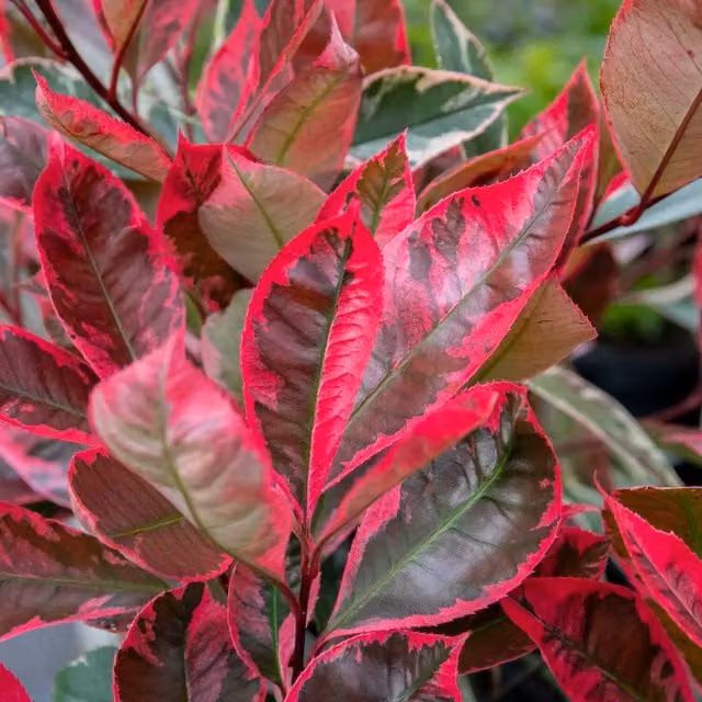 Marshalls Garden Photinia x fraseri Louise Hedge Plant with Pink, Red and Green Foliage