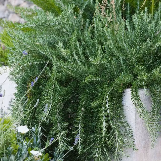 Marshalls Garden Rosemary Prostratus Perennial Ground Cover Herb with Blue Flowers