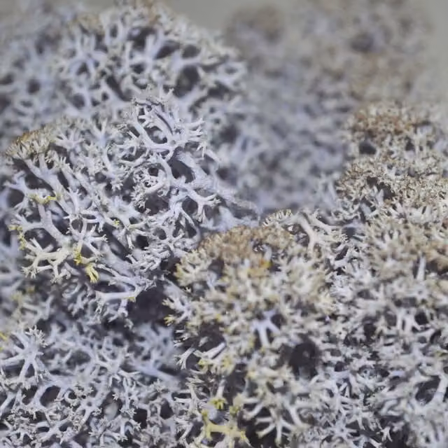 Natural Crafts Coloured Reindeer Moss in Lavender Blue