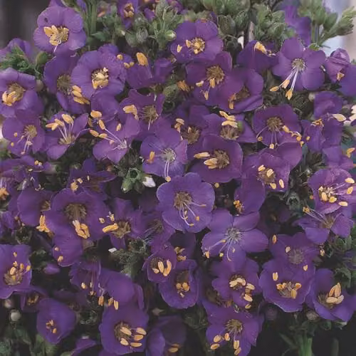 Thompson & Morgan Polemonium boreale Heavenly Habit Perennial Flower Seeds with Blue and Purple Flowers
