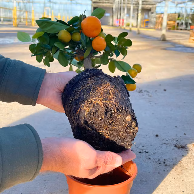 Plants By Post Mini Calamondin Citrus Fruit Tree, Potted Indoor or Outdoor Flowering Plant in Green, Orange and White