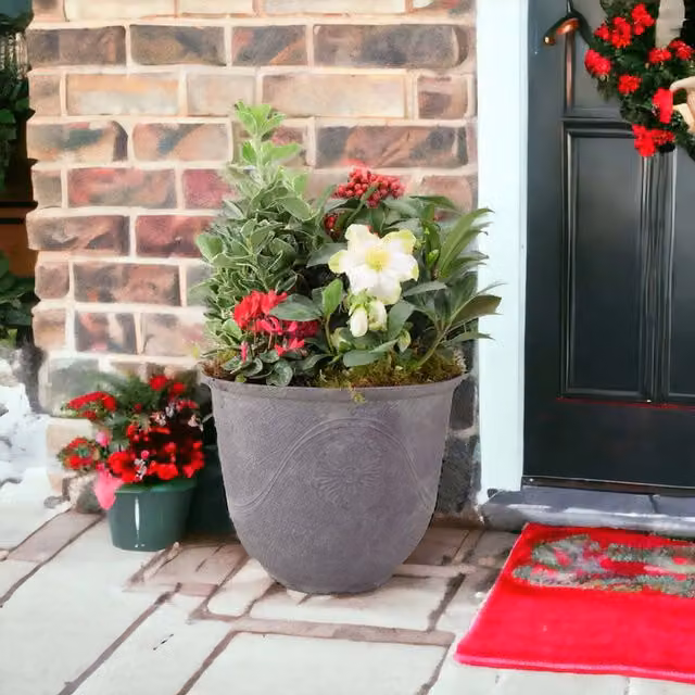 Plants By Post Premium Festive Outdoor Planter with Winter Flowers in Grey Stone Pot, Mixed Green, White, Red and Pink