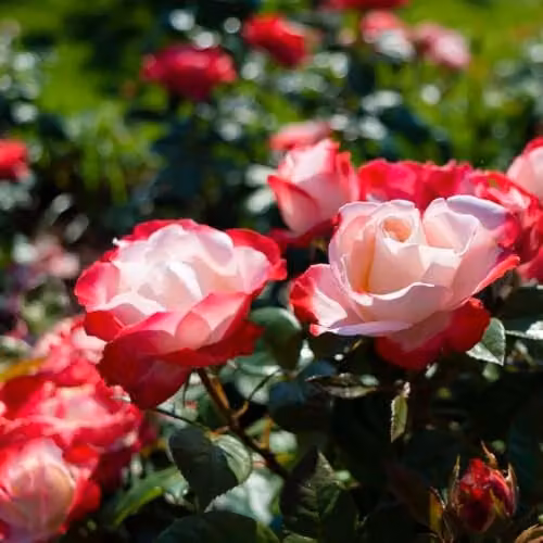 Thompson & Morgan Rose Nostalgie 2 Bare Roots Hybrid Tea Shrub with Creamy White and Cherry Red Edged Petals, Height: 100 cm – 2