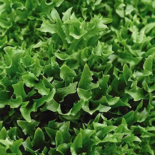 Thompson and Morgan Skilton Lettuce Lactuca Sativa Green Vegetable Seeds, 200 Seeds – 1