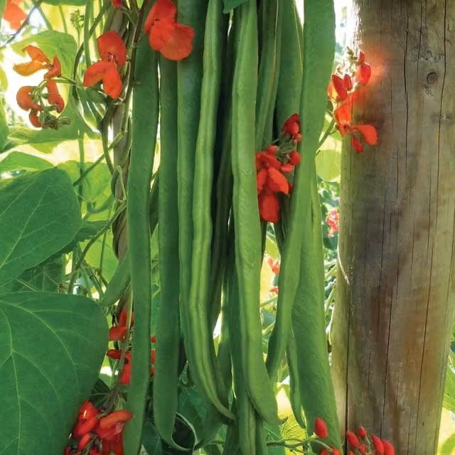 Marshalls Garden Red Runner Bean Seeds Self-Pollinating Climbing Variety