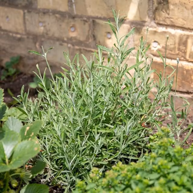 Marshalls Garden Green and White Tarragon Perennial Herb Plant