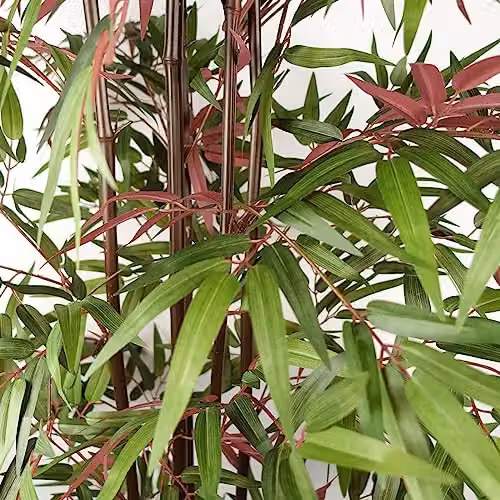 Leaf Design UK Potted Artificial Tropical Tree in Green, Red and Black, H 180 cm x W 80 cm x D 80 cm – 3