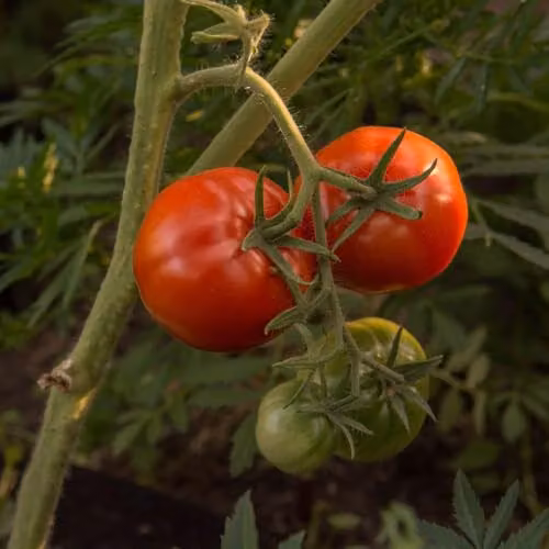 Thompson & Morgan Tomato Big League F1 Vegetable Seeds, 10 Seeds per Packet – 2