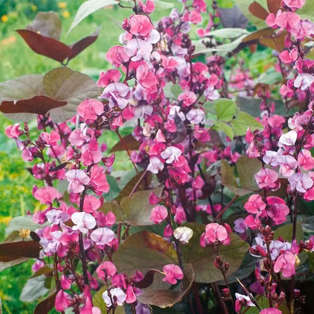 Unwins Dolichos Lablab Green Climber Flower Seeds