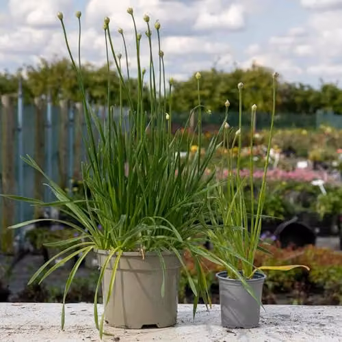 Marshalls Garden Purple Ornamental Allium Millennium Perennial Plants, Pack of 3 – 3