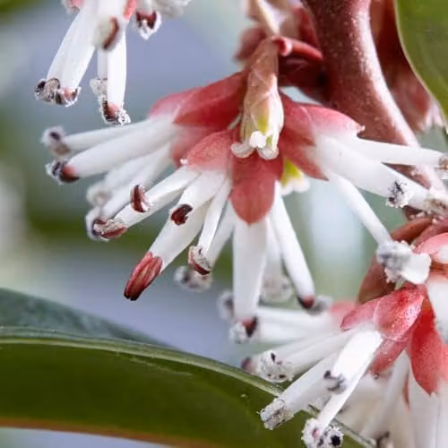 Thompson & Morgan Sarcococca hookeriana Winter Gem Fragrant Evergreen Sweet Box Ornamental Shrub, 3 Litre Potted Plant – 4