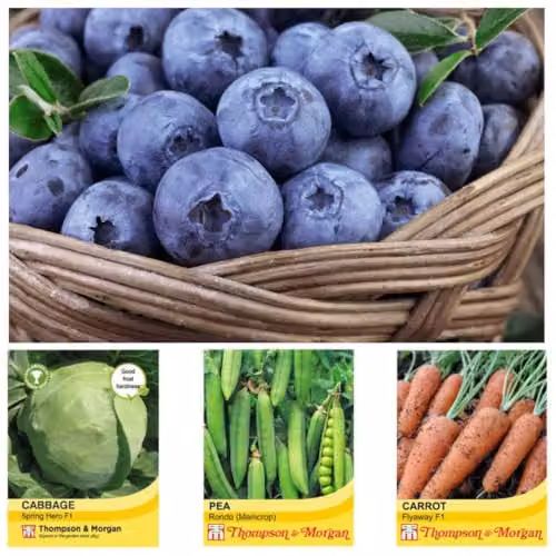Thompson & Morgan Blueberry Bluecrop 3-Pack and Nurserymans Choice Vegetable Seed 5-Pack – 2