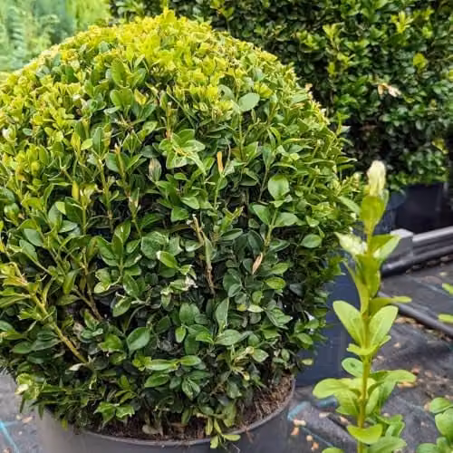 Thompson & Morgan Ilex crenata Dark Green Evergreen Box-Leaved Holly Shrub for Hedges and Topiary, 2 Litre Pot