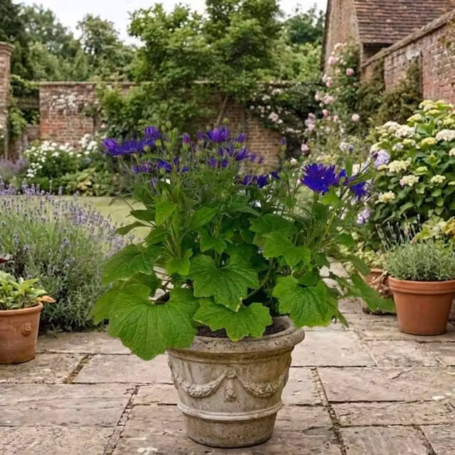 Plants By Post Senetti Large Specimen Bedding Plant in Cobalt Blue Pot, 6.5L