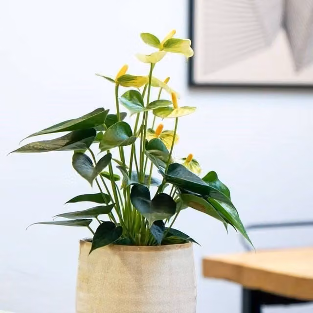 Primrose Vanilla Champion Anthurium Flamingo Flower Indoor Plant in 12cm Pot, Height: 40 cm
