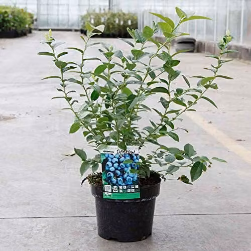 Thompson and Morgan Darrow Blueberry Hardy Flowering Fruit Shrub Bush, 2.5-3 Litre Pot