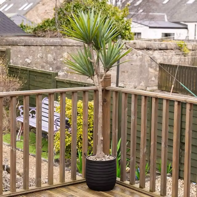 Scottish Everlastings Ltd 165cm Oversized Green Aloe Succulent in a Black Ridged Round Pot – 1