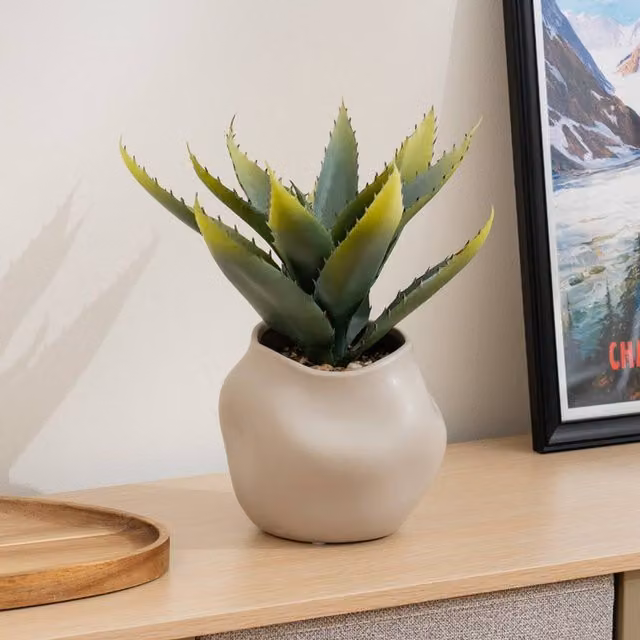 Scottish Everlastings Ltd Green Aloe Succulent in a Square Ceramic Pot, Height: 30 cm, W/D/H: 14.5 x 14.5 x 30 cm – 1