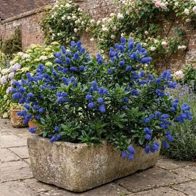 Plants By Post Ceanothus Yankee Point Blue Ornamental Shrub, 3L Pot