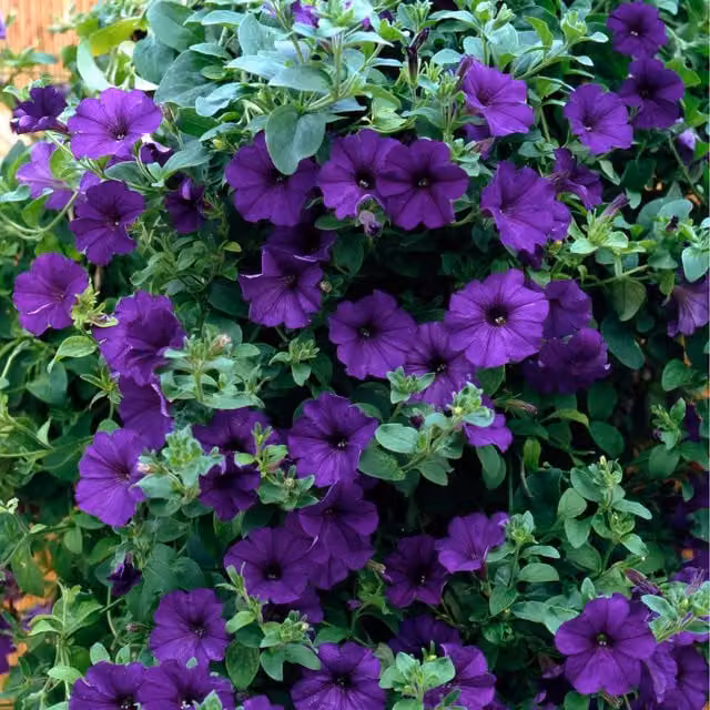Plants By Post Blue Petunia Surfinia Perennial Outdoor Plant in 9cm Pots