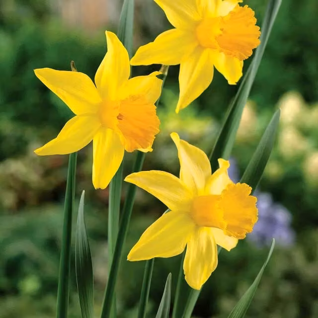 Marshalls Garden February Gold Daffodil Bulbs, Yellow