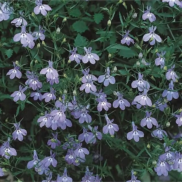Plants By Post Lobelia Richardii Blue and Purple Hanging Basket Bedding Plants, 3 Pack, 9cm