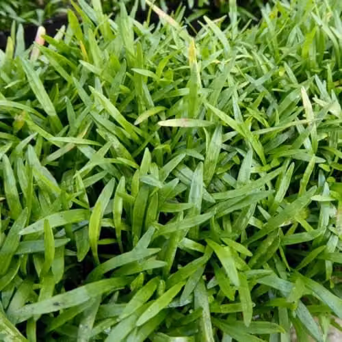 Thompson and Morgan Lilaeopsis brasiliensis Aquatic Oxygenating Pond Plant, Green, 11cm Basket