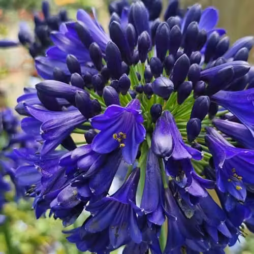 Thompson and Morgan Agapanthus Midnight Sky Hardy Perennial with Deep Blue Flowers, 1x 9cm Potted Plant