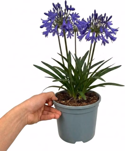 Plants By Post Agapanthus Northern Star African Lily, Blue, 2L Pot