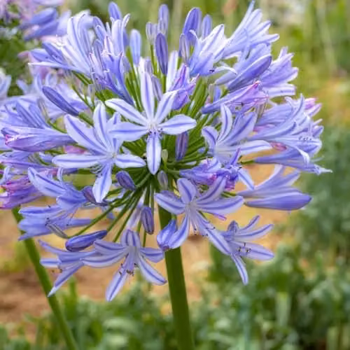 Thompson & Morgan Agapanthus Sweet Surprise Blue Perennial Potted Plant, 2 Litre