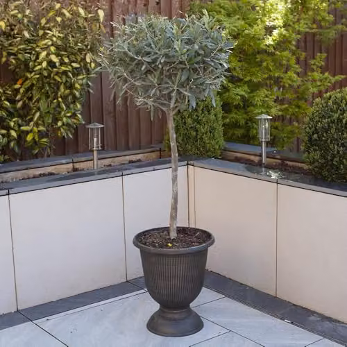 YouGarden Pair of Hardy Ornamental Olive Tree Standards, 80-90cm Tall – 5