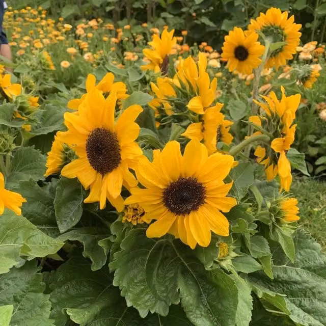 Marshalls Garden Microsun Orange Sun Sunflower Seeds