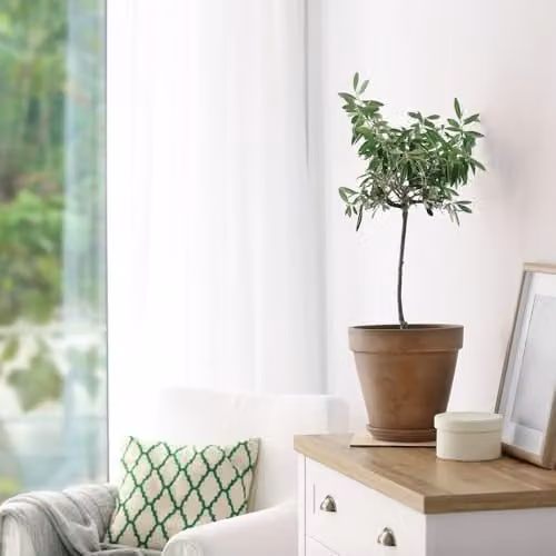 Thompson and Morgan Olive Tree Standard Olea europaea with Grey Planter and 18cm Pot, 80–90cm Stem – 1
