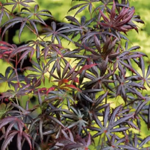 Thompson and Morgan Acer palmatum Trompenburg Japanese Maple with Red Spring Foliage, 3 Litre Pot